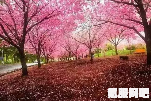 如何快速安全地访问樱花动漫官方正版入口：确保不误入假冒网站的方法与技巧分享