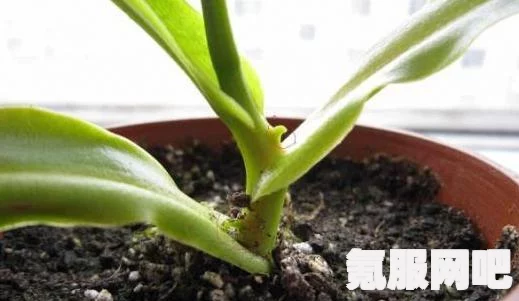 消逝的光芒2，无限刷罕见战利品的策略与技巧