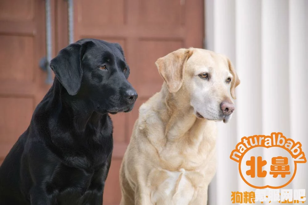 狗和人胶配方20分钟制作流程及效果解析:提高宠物健康和美容的关键,探索科学养宠的新方法与技巧_剧情紧张感十足 狗和人胶配方20分钟制作流程及效果解析:提高宠物健康和美容的关键,探索科学养宠的新方法与技巧_剧情紧张感十足