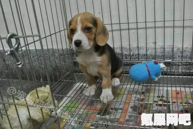 光与夜之恋，犬与好天气比格犬篇攻略大全