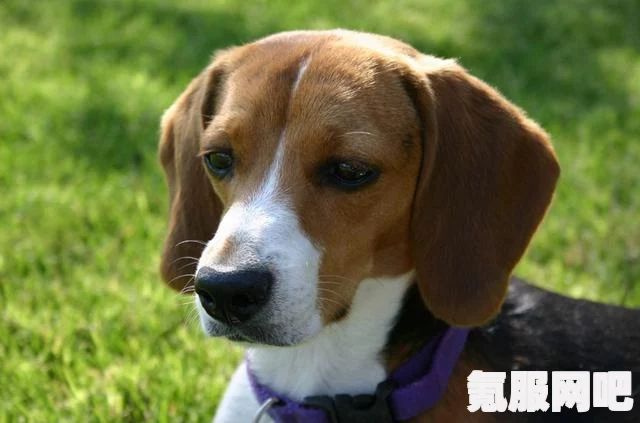 光与夜之恋，犬与好天气比格犬篇攻略大全