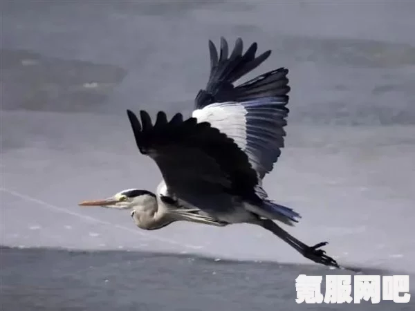 探索伊始之地，白猫头鹰的神秘现身与栖息之所