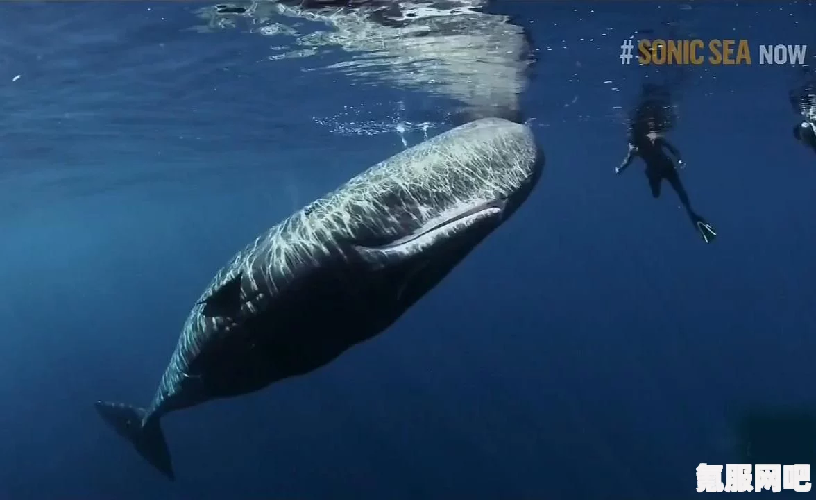 渔帆暗涌公海鱼类图鉴大全，探索丰富的海洋生物与捕鱼收获