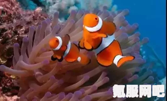 渔帆暗涌公海鱼类图鉴大全，探索丰富的海洋生物与捕鱼收获