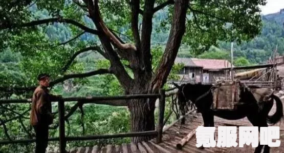 桃源深处有人家订单玩法详解与攻略