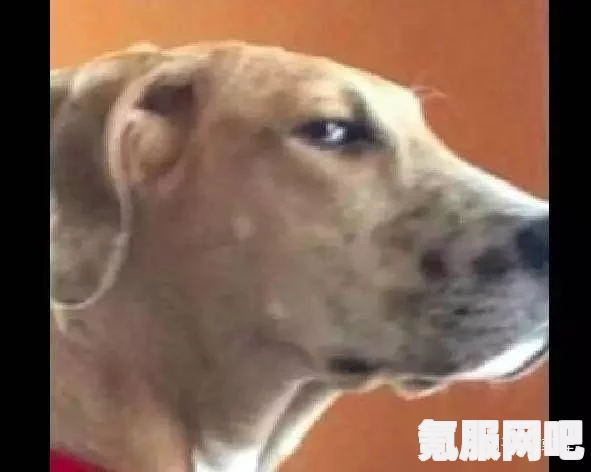 情人节单身狗的独特心声，2022年的情感体验与反思