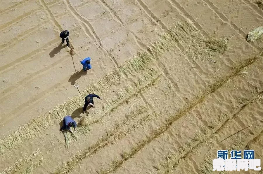 宝可梦阿尔宙斯传说，奋斗沙获取攻略