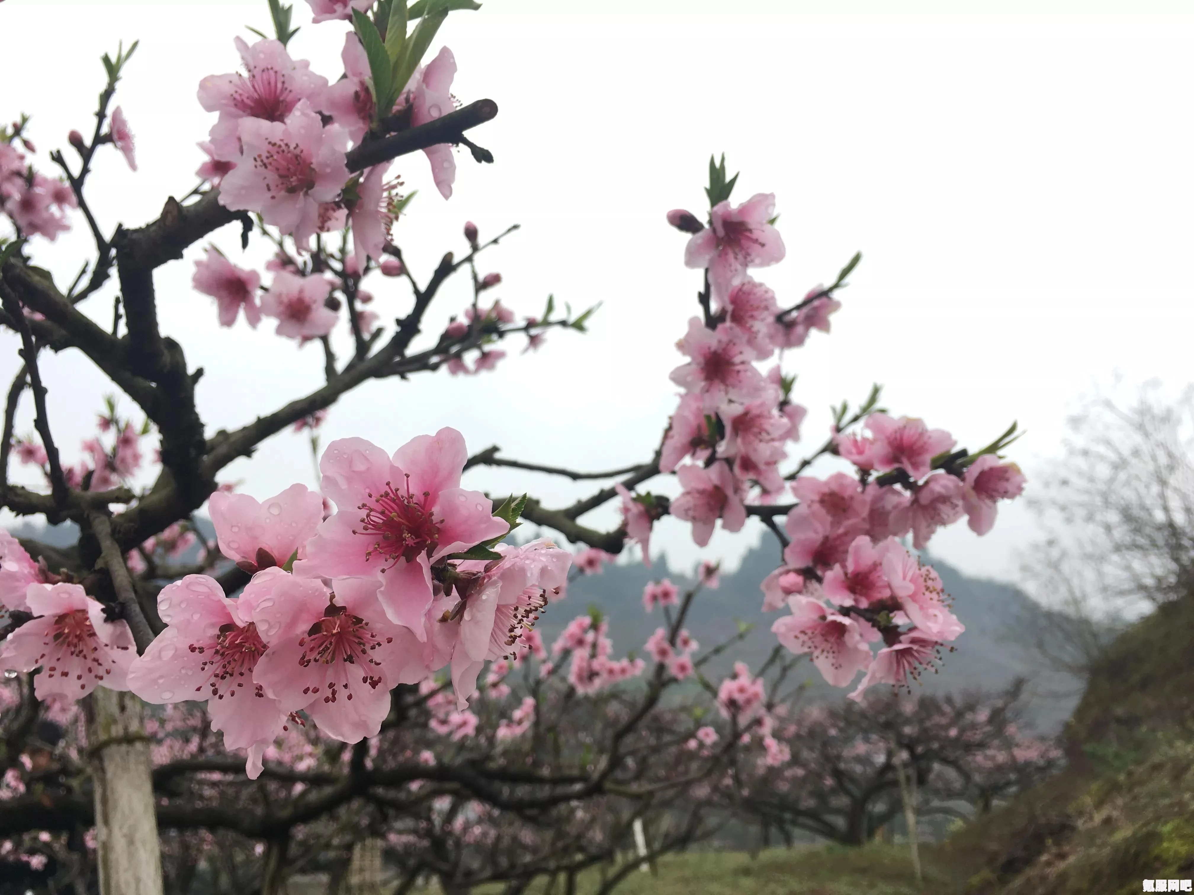 崩坏3红粉一枝活动攻略详解