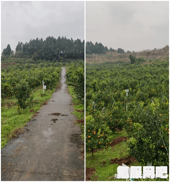 桃源深处有人家，高效种植策略与最佳种地方案