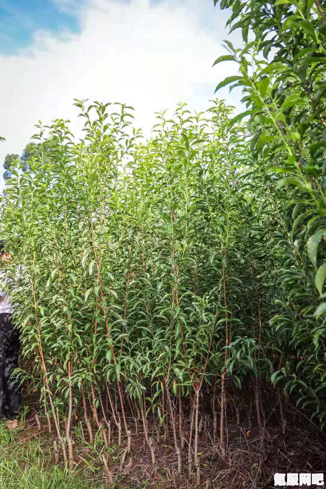 桃源深处有人家，高效种植策略与最佳种地方案