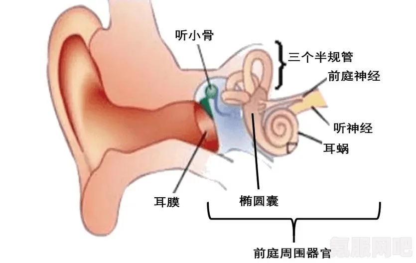 潜渊症布娃娃系统详解，功能与用途探讨