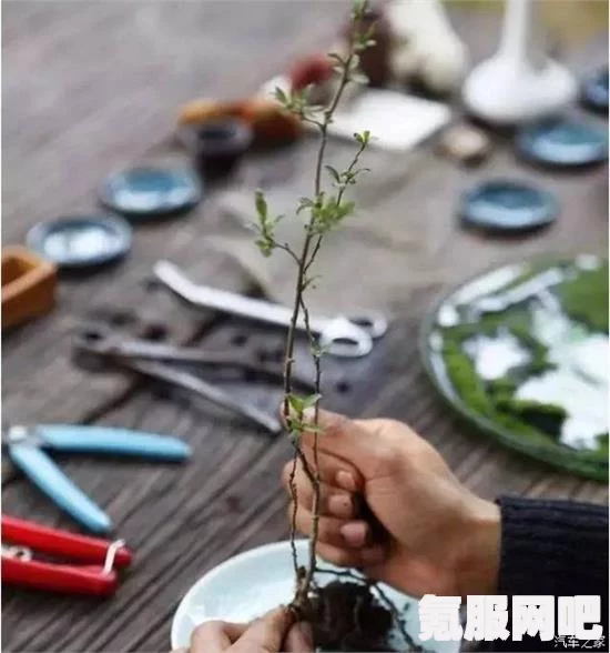 第五人格茶罐摆放位置攻略，如何正确摆放茶罐？