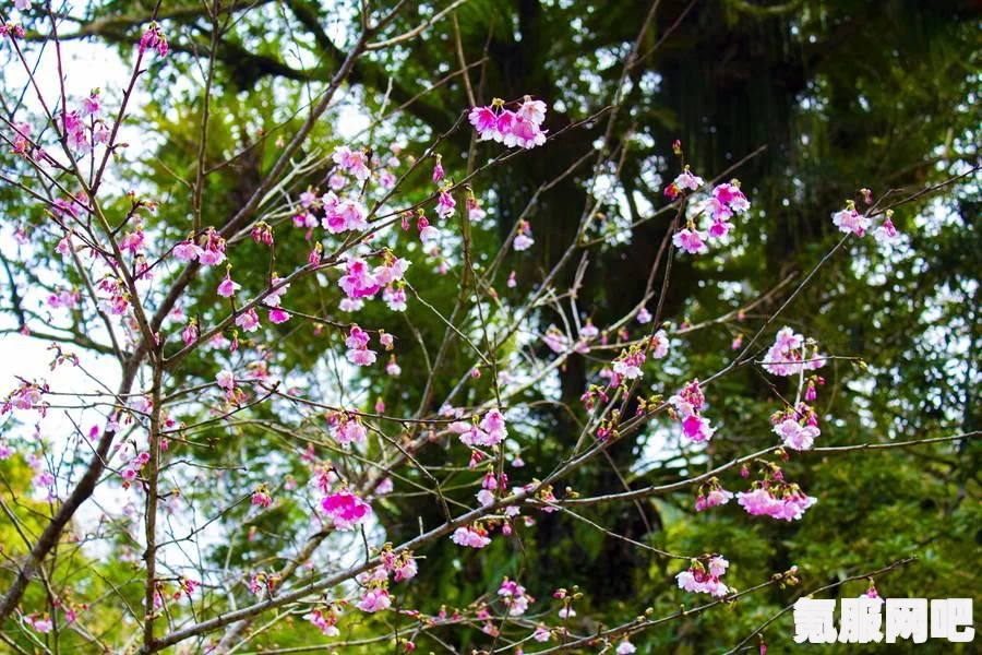 阴阳师春樱寮约活动攻略，轻松玩转春日樱花盛宴
