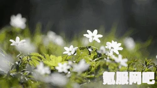 阴阳师春樱寮约活动攻略，轻松玩转春日樱花盛宴