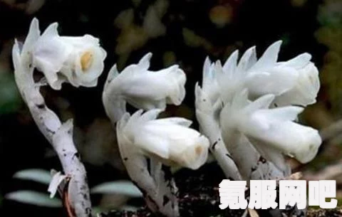 明日之后幽灵行动称号获得攻略，一步步解锁荣耀称号