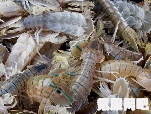 光遇潜海季海洋生物位置指南，皮皮虾与大龙的寻觅之旅