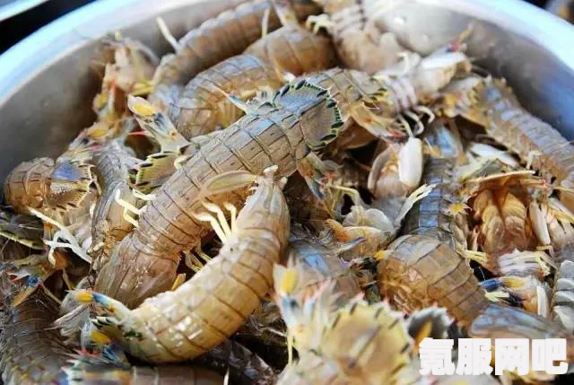 光遇潜海季海洋生物位置指南，皮皮虾与大龙的寻觅之旅
