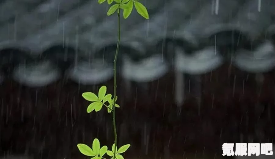 鸣潮秋水角色深度解析与档案介绍