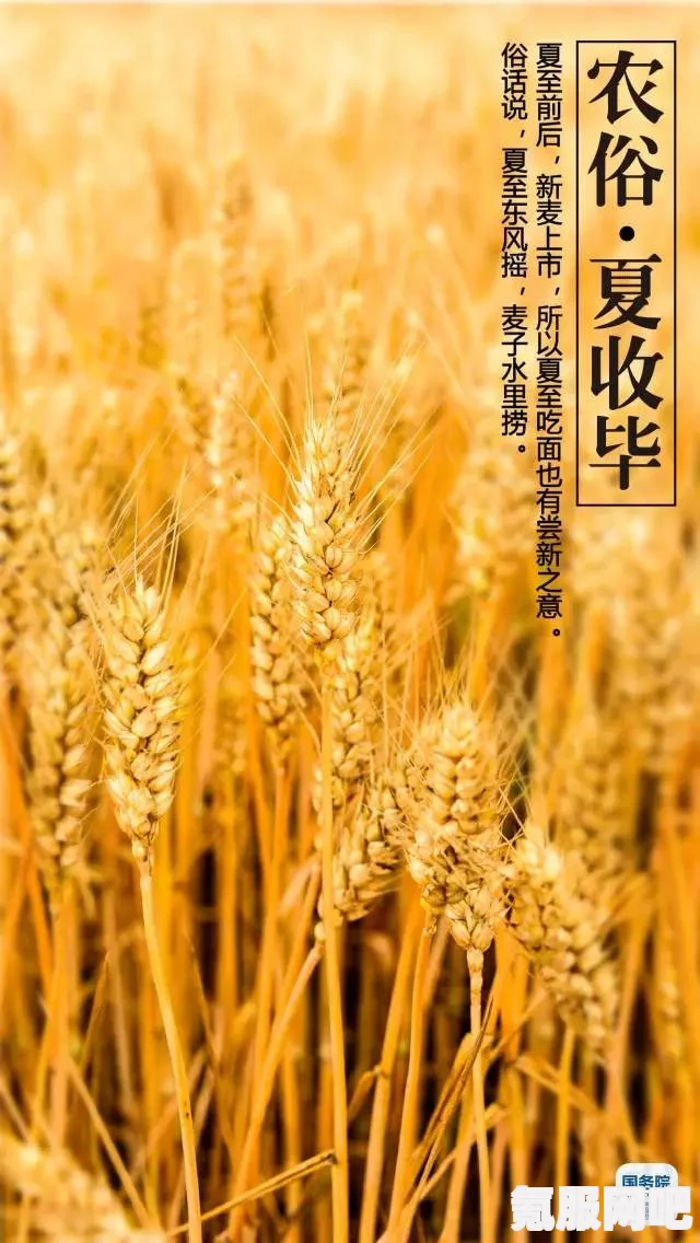 砂糖橘梗背后的网络狂欢，起源与蔓延探秘