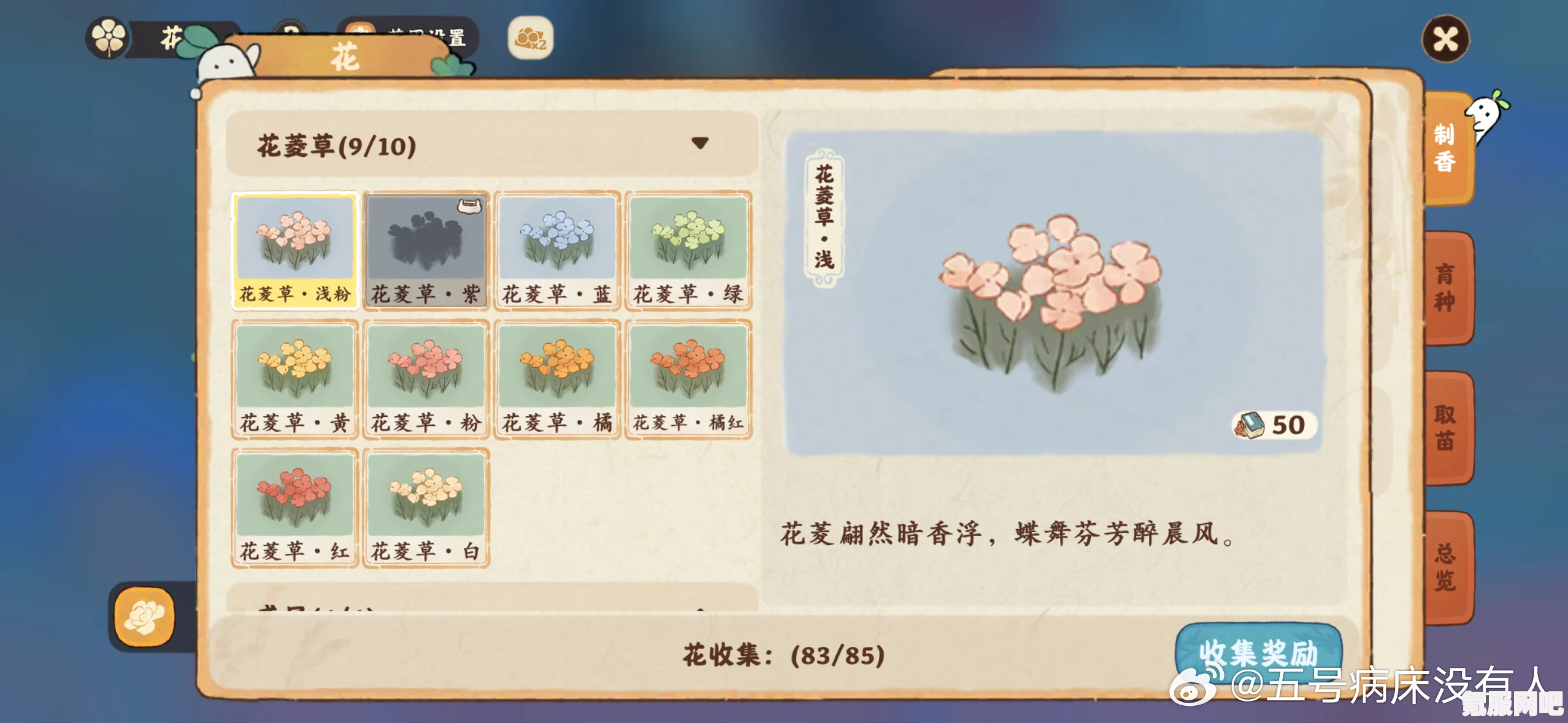 桃源深处有人家，菊花石蒜与报春花角堇的配种方案一览
