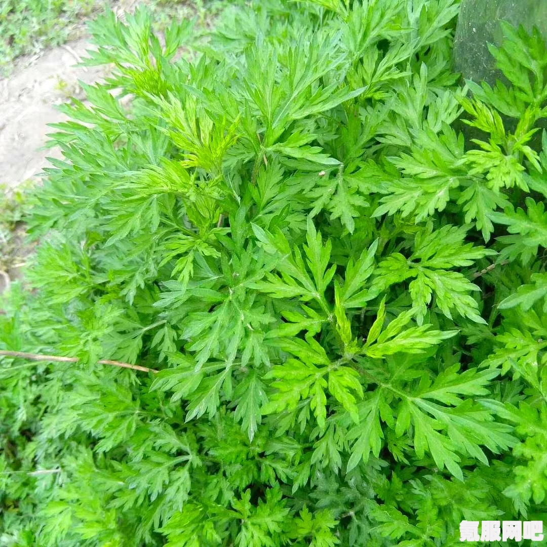 揭秘网络热梗背后的故事，什么是6馍及其背后的文化现象