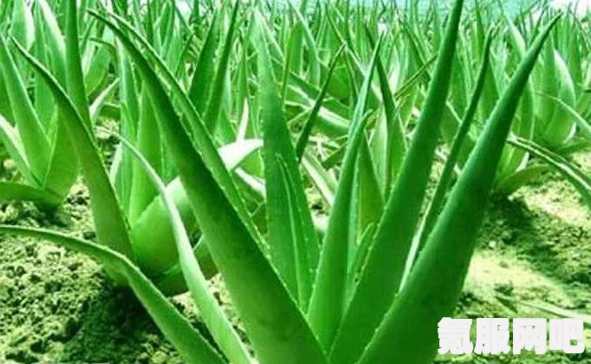 森林之子芦荟的位置探索与问答环节