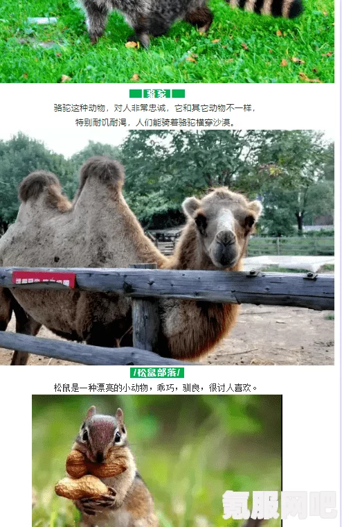 动物朋友王国乐园玩法攻略指南