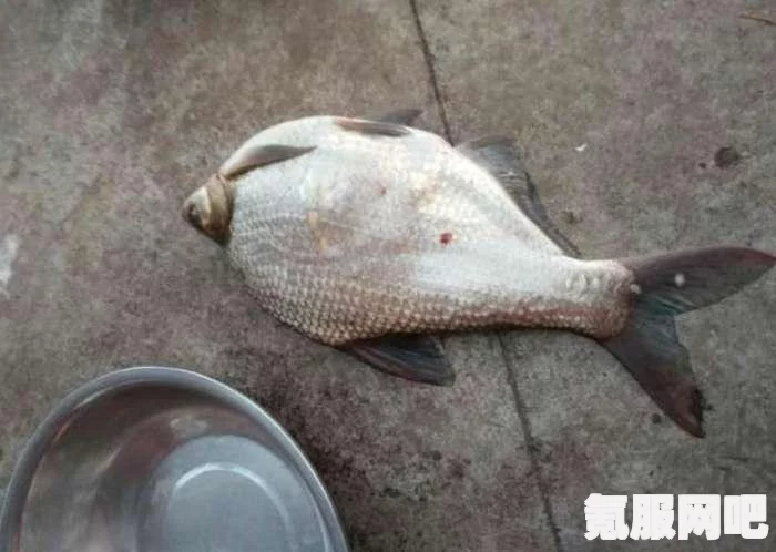欢乐钓鱼大师，收割者的钓取技巧详解与问答环节