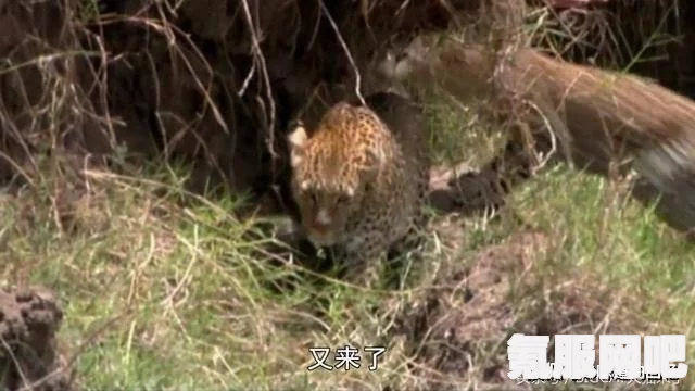森林之子，引导凯文成功抓鱼的方法