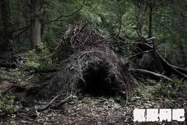 森林之子与森林的紧密关联