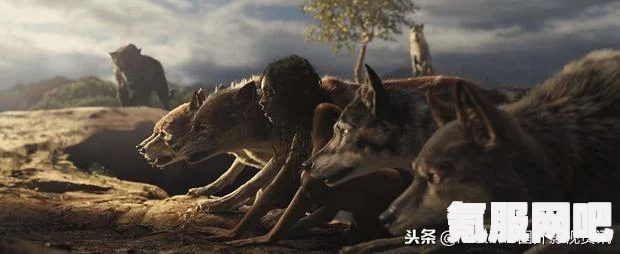 森林之子阿根廷区售价介绍