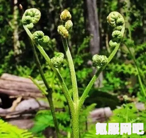 幻塔蕨菜，一种独特美味的植物介绍