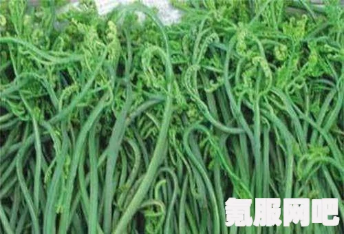 幻塔蕨菜，一种独特美味的植物介绍