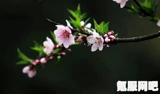 地下城与勇士（DNF）调整补偿道具领取指南