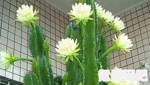 原神龙骨花凝珠功能与用途详解