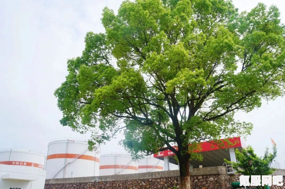 揭秘玉麒麟的真实身份与CSGO中的薛总身份之谜