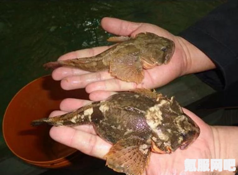 幻塔银鲈鱼,神秘海洋生物的深度解析 幻塔银鲈鱼,神秘海洋生物的深度解析