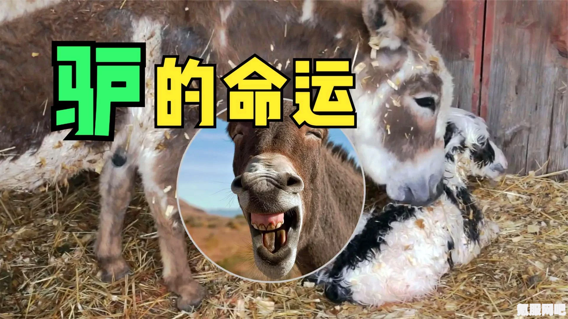 开端里的神秘角色—疯驴子
