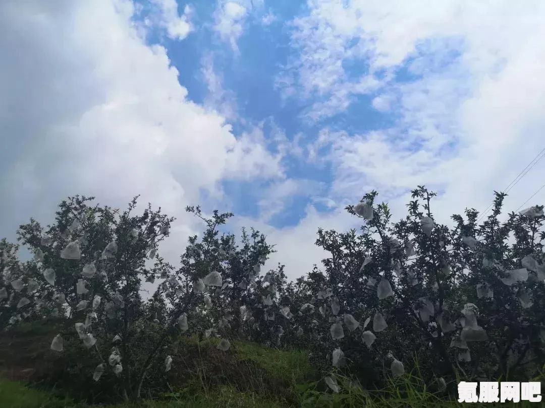 幻塔甜石榴果汁配方详解，制作方法与技巧
