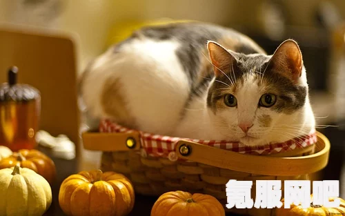 通神榜暗猫攻略，玩转暗猫搭配之道