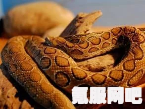 幻塔独角兽机械四肢获取攻略与常见问题解析