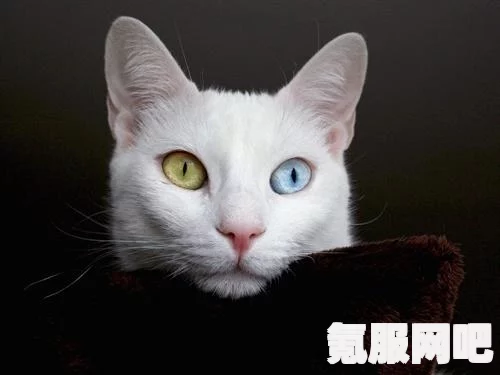 原神蓝宝石猫咪捕捉攻略，轻松捕获神秘小伙伴