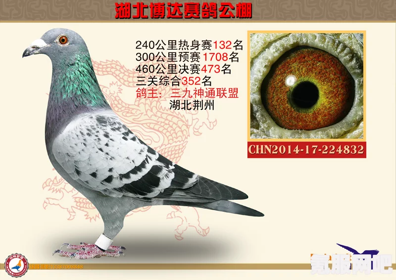 原神灰羽鸽捕捉攻略，轻松捕获灰羽鸽的技巧与步骤