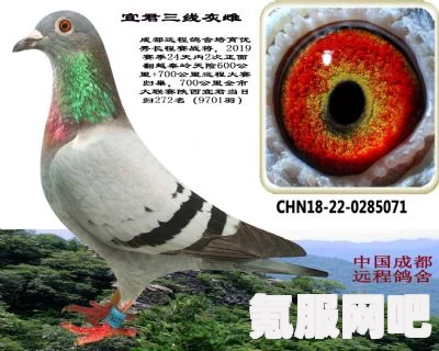 原神灰羽鸽捕捉攻略，轻松捕获灰羽鸽的技巧与步骤