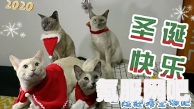 原神蓝宝石猫咪捕捉攻略，轻松捕获神秘小伙伴指南