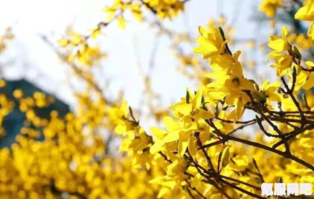 江南百景图迎春花开醉流连玩法详解与活动介绍