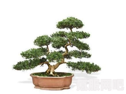 雀舌罗汉松种子获取攻略，魔法般的创造之旅