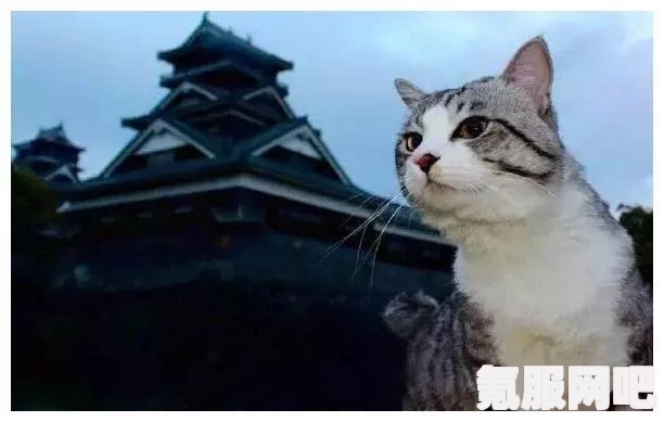 揭秘旅行猫猫探险之岛官网，探险启程的起点