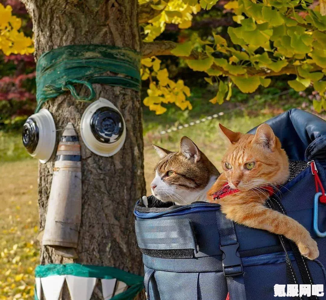 揭秘旅行猫猫探险之岛官网，探险启程的起点