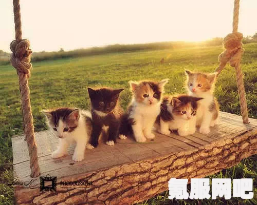 揭秘旅行猫猫探险之岛官网，探险启程的起点